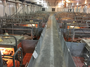 WEBOWT Neonatal Piglets Weighing for Breeding Pigs Management System 5