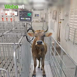WEBOWT Livestock WEIGHING SCALE Hot Galvanized-Walkthrough aisle scale